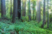 Sequoia Forest, California
