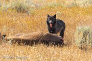 Grey Wolf (Canis lupus) with prey, Yellowstone National Park