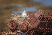 Drieteenmeeuw - Kittiwake; - Rissa tridactyla