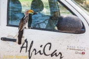 Zuidelijke geelsnaveltok - Yellow-billed Hornbill - Tockus leucomelas