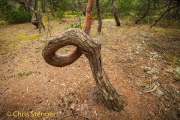 Grove den - Scots Pine - Pinus sylvestris