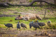 Gevlekte hyena; Spotted Hyena; Crocuta crocuta