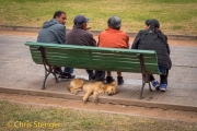 Slapende hond, Argentinië - Sleeping dog, Argentina