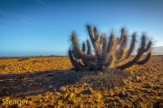 Echinopsis deserticola