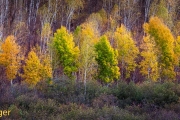 Herfst-Autumn