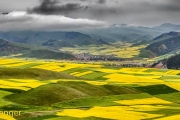 Koolzaadvelden-Rape seed fields