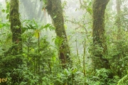 Nevelwoud-Cloudforest