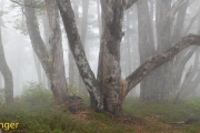 Regenwoud-Rainforest