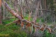Oerbos Zweden-Primeval forest Sweden