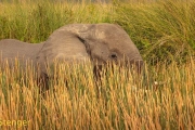 Afrikaanse olifant-African Elephant; Loxodonta africana
