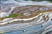 Rijstvelden-Rice fields