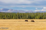 Yellowstone National Park, Wyoming USA