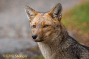 Andes vos - Andean Forx - Lycalopex culpaeus