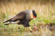 Kuifcaracara - Crested Caracara - Polyborus plancus