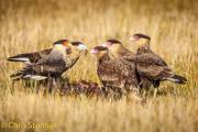 Kuifcaracara - Crested Caracara - Polyborus plancus