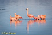 Chileense flamingo - Chilean Flamingo - Phoenicopterus chilensis