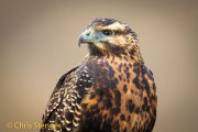 Chiliarend - Black-chested Buzzard-eagle - Geranoaetus melanoleucus