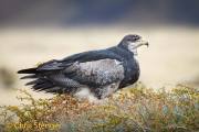 Chiliarend - Black-chested Buzzard-eagle - Geranoaetus melanoleucus