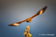 Chimango Caracara - Milvago chimango