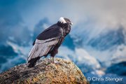 Andescondor - Andean Condor - Vultur gryphus
