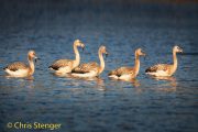Chileense flamingo - Chilean Flamingo - Phoenicopterus chilensis