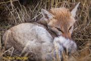 Patagonische grijze vos - Patagonian Grey Fox - Lycalopex griseus