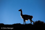 Guanaco - Lama guanicoe
