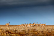 Guanaco - Guanaco - Lama guanicoe