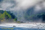 Regenwoud - Rainforest
