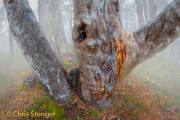 Regenwoud - Rainforest