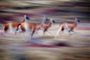 Vluchtende Guanacoa - Running Guanaco's