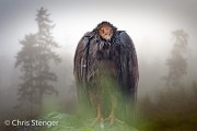 Roodkopgier - Turkey Vulture - Cathartes aura