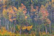 Lenga bomen - Lenga trees - Nothofagus pumilio