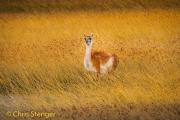Guanaco - Guanaco - Lama guanicoe