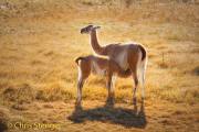 Guanaco - Guanaco - Lama guanicoe