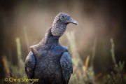 Amerikaanse zwarte gier - American Black Vulture - Coragyps atratus