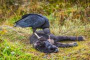 Amerikaanse zwarte gier - American Black Vulture - Coragyps atratus
