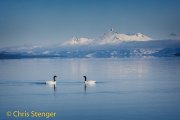 Zwarthalszwanen - Black necked swans