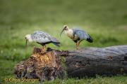 Zwartmaskeribis - Black-faced Ibis - Theristicus melanopis