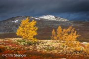 Birches in autumn colours on a fjell in southern Norway Birches in autumn colours on a fjell in southern Norway