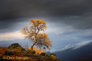 Birch in autumn colours in the Jotunheimen mountains