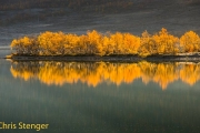 Reflection of birches in autumn colours in a lake in Jotumheimen