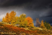 Birches in autumn colours on a fjell in southern Norway