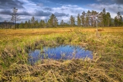 Peat moor swamp with Scots Pines in middle Sweden