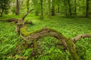 Prim forest in southern Sweden with fallen dead tree in spring