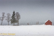 Red barn in a snow storm, southern Norway