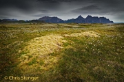 Marsh on the Lofoten in spring 