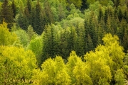 Forest in spring colours in southern Norway