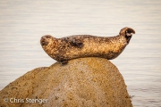 Grijze zeehond - Harbour seal - Phoca vitulina