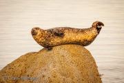 Harbour seal (Phoca vitulina)